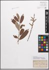 Foto von Salix caprea L. x Salix purpurea L.